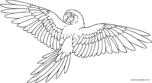 Realistic parrot coloring page