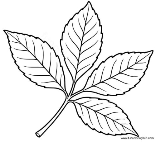 Shagbark Hickory Leaf coloring page Shagbark Hickory Leaf coloring page