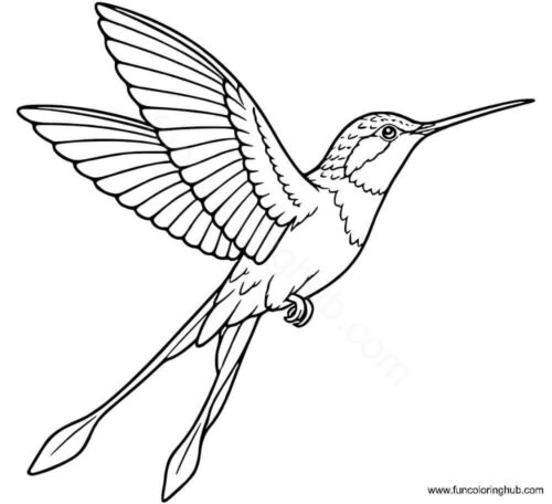 Swallow tail Hummingbird Swallow tail Hummingbird