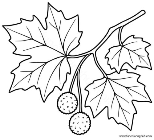 Sycamore Tree Leaves Sycamore Tree Leaves