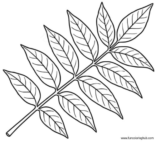 Tree of Heaven Leaf coloring page Tree of Heaven Leaf coloring page