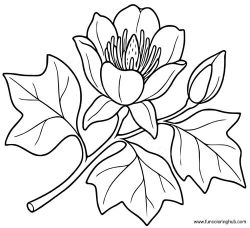 Tulip Poplar Flower and Leaf Tulip Poplar Flower and Leaf