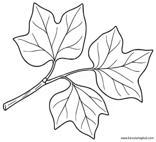 Tulip Tree Leaf coloring page Tulip Tree Leaf coloring page