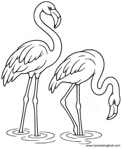 Two flamingos Two flamingos