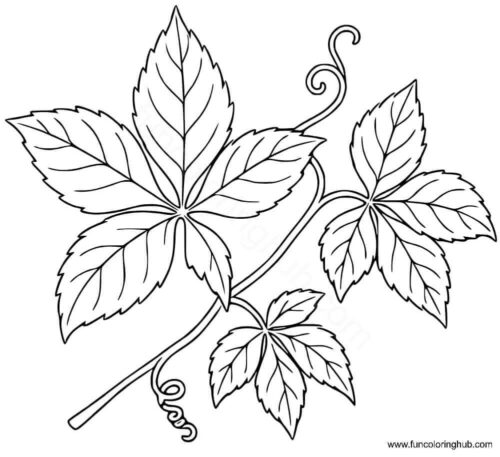 Virginia Creeper Virginia Creeper coloring page