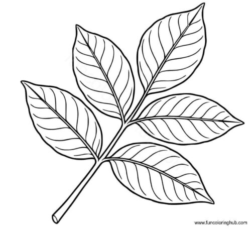 Walnut Leaves Walnut Leaves coloring page pdf