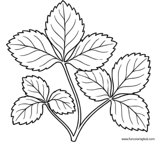 Wild Strawberry leaves Wild Strawberry leaves