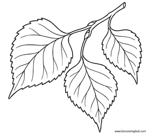 Yellow Birch Leaf Yellow Birch Leaf
