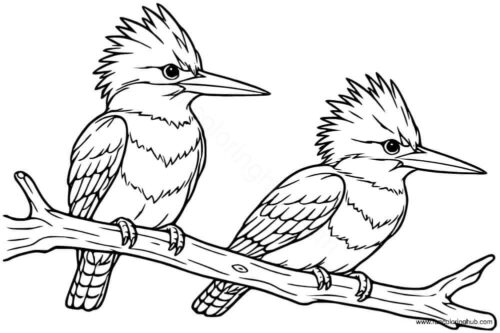 Belted King Fishers