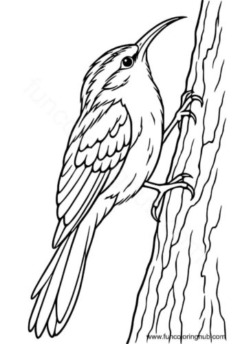 Brown Creeper coloring page