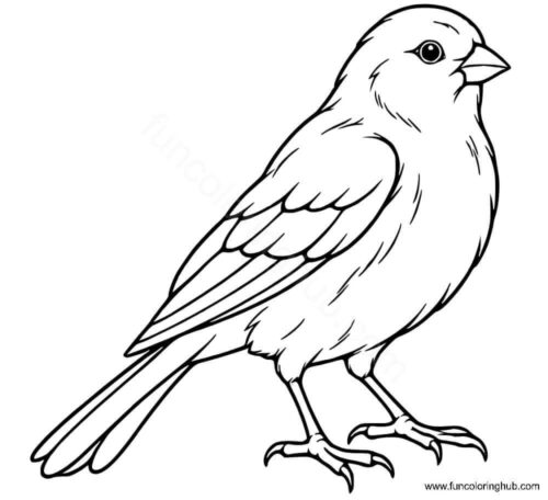 Canary coloring page