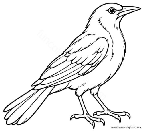 Common Grackle coloring page