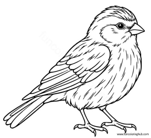 Common Redpoll coloring page