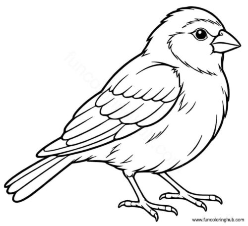 Finch coloring page