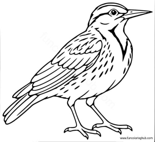 Meadowlark coloring page