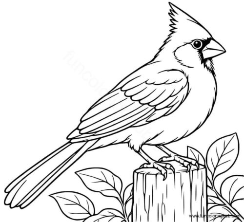 Northern Cardinal