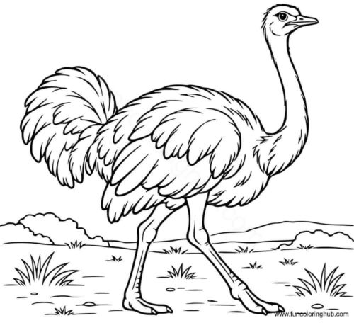 Ostrich coloring page