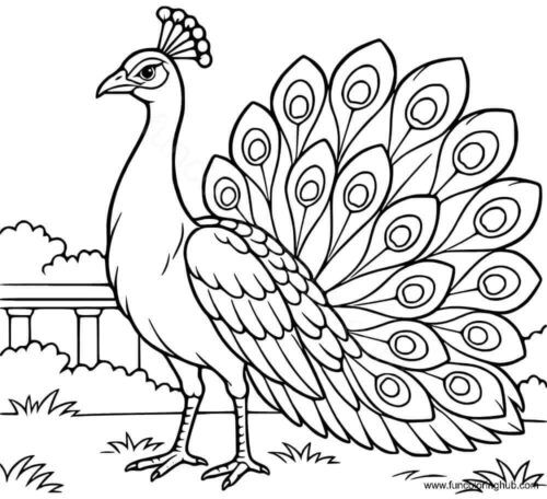 Peacock coloring page