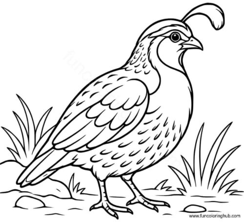 Quail coloring page